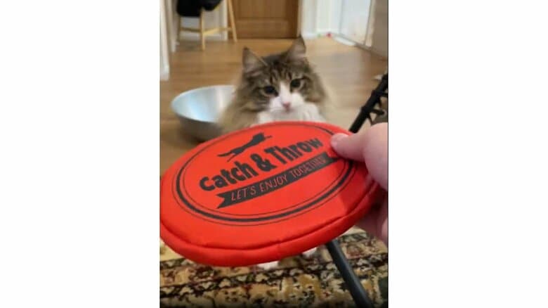 （提供：しろあんでっかい北欧猫さん）