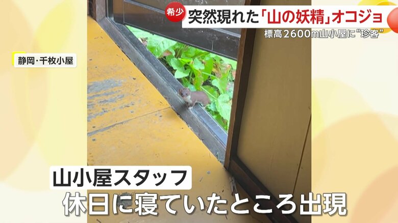 小屋に遊びに来たオコジョ（提供：@yamanuts3193）