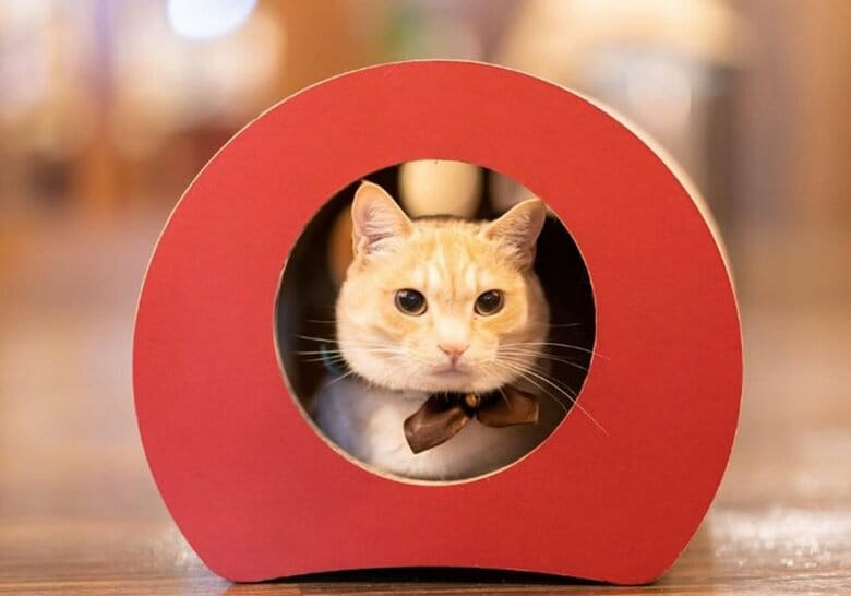 のんびりおっとりした性格 ねこ番頭のざぼんくん