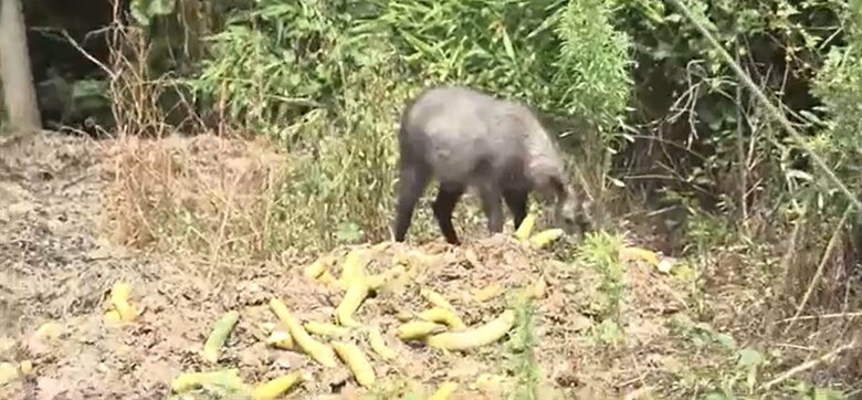 埼玉県小鹿野町に出没したカモシカ（18日撮影）