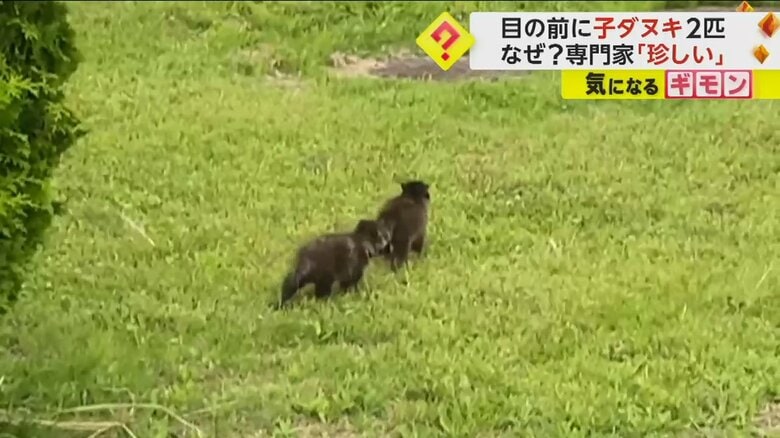 2匹の子ダヌキがちょこちょこと走り回っている（FNN投稿サイト「ビデオPost」）