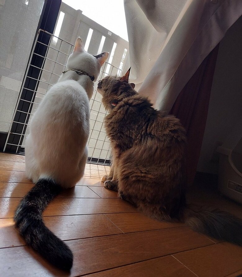 一緒に外を眺める