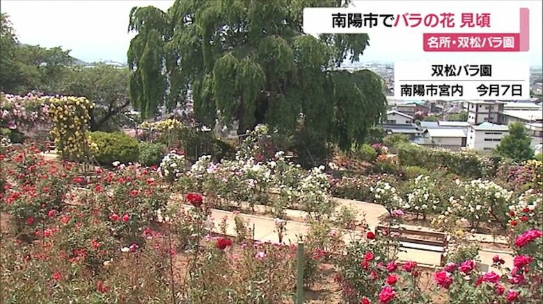 双松バラ園（山形・南陽市）