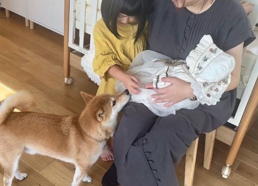 提供：柴犬りんご郎 YouTube 