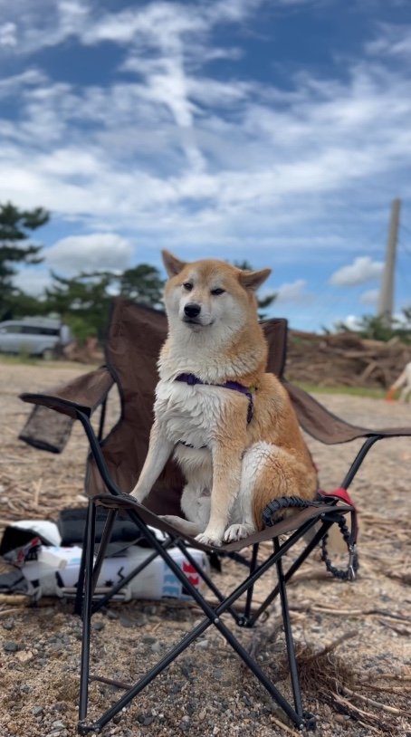 提供：柴リアンハスキーもちごめ兄弟さん