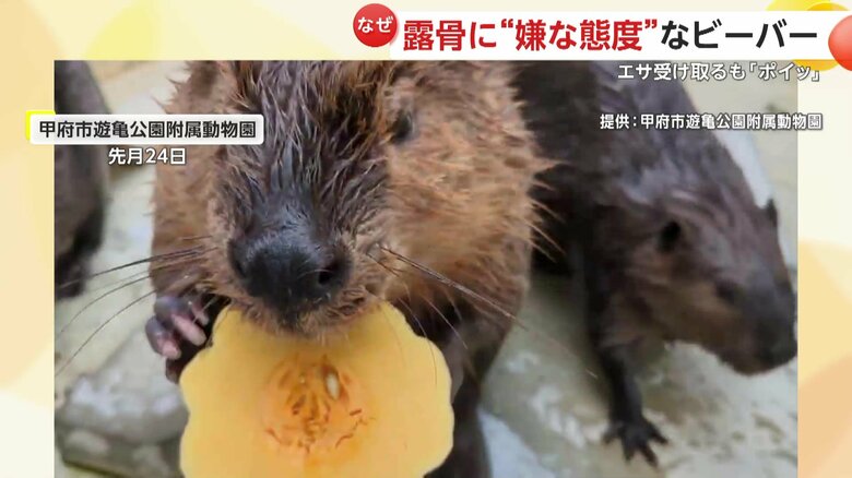 カボチャを受け取るも、そのままポイッと落としてしまうアメリカビーバー（山梨・甲府市の甲府市遊亀公園附属動物園）