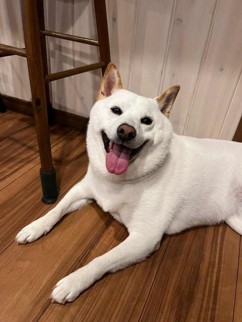 提供：白柴ころもさん