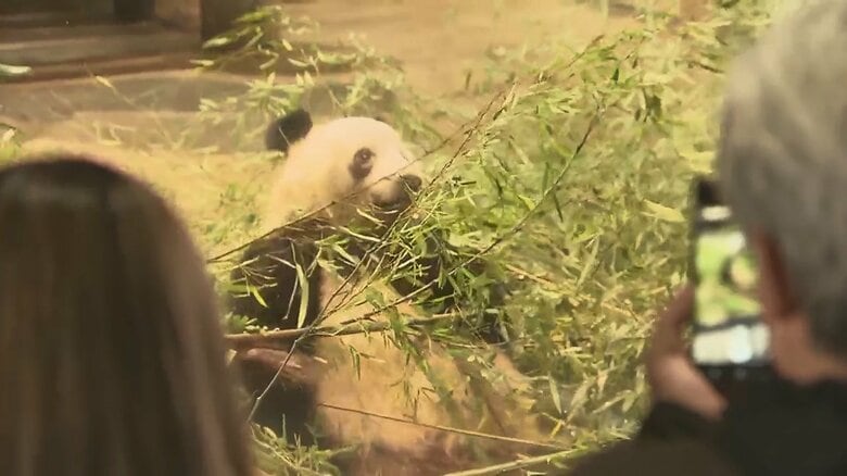 最終観覧日のシャンシャン（19日）