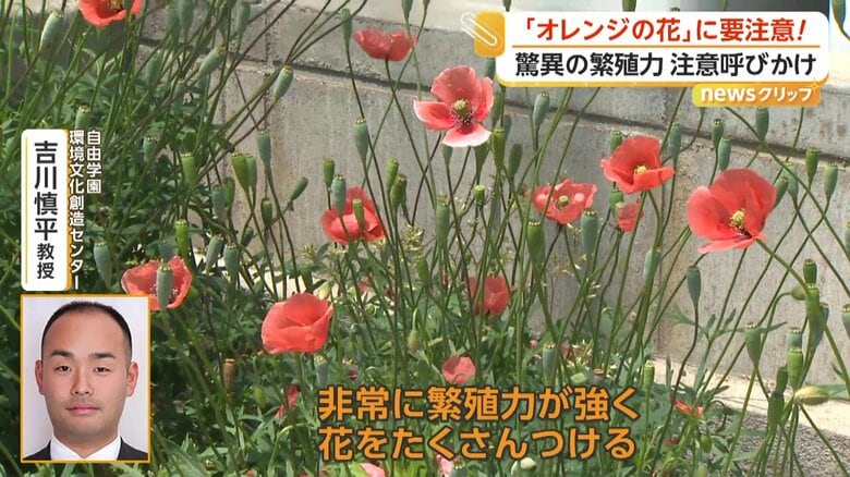 壁沿いに連なるように咲いていた「ナガミヒナゲシ」