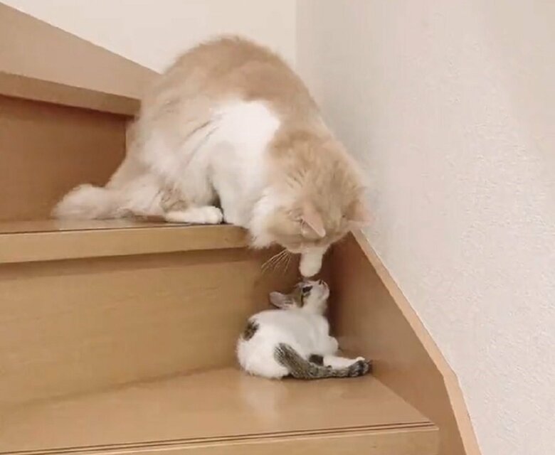 辛抱たまらなくなったのか