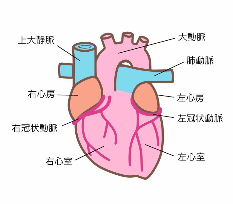 「心臓とはなんですか」と聞かれた養老先生が考えることは…（イメージ）