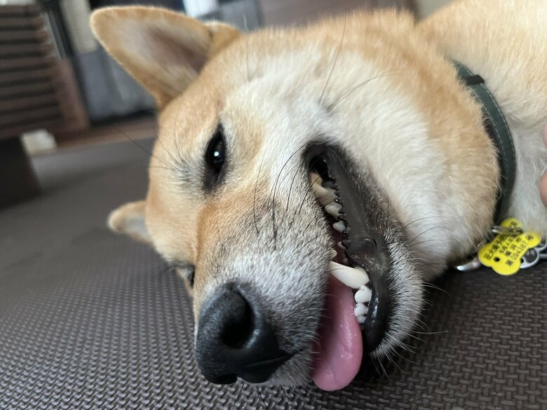 提供：柴犬まるやん日記さん