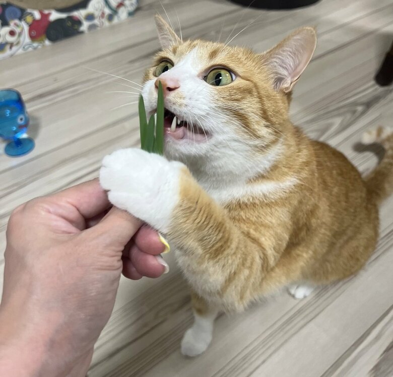 猫草だ！