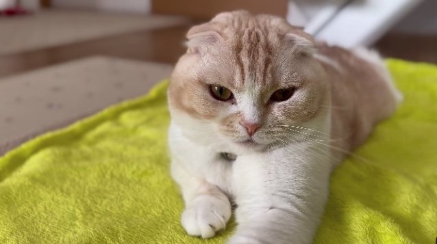 提供：犬と猫の親バカ日記さん