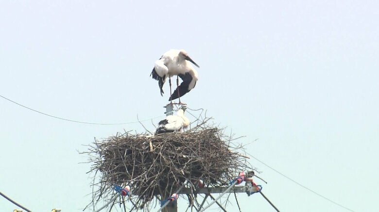 親鳥がひなを守る様子も