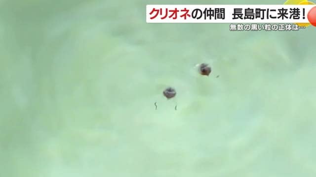 懸命に羽をパタパタ