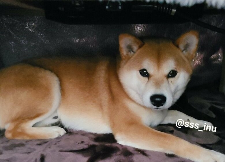 真冬になると全身をこたつの中に入れてくる