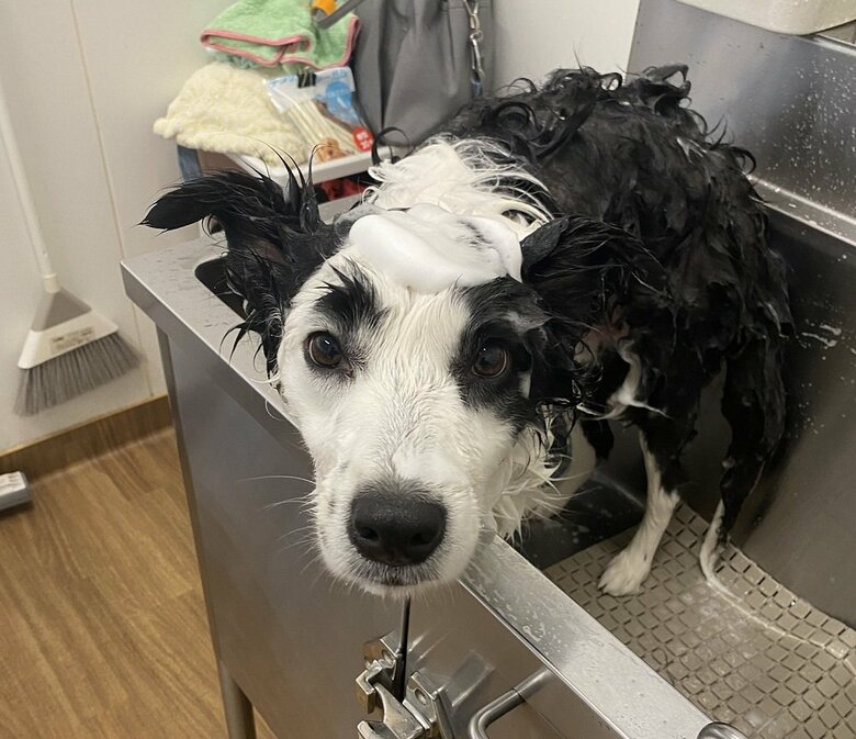 眉毛は本物の模様　シャンプーしても落ちません　