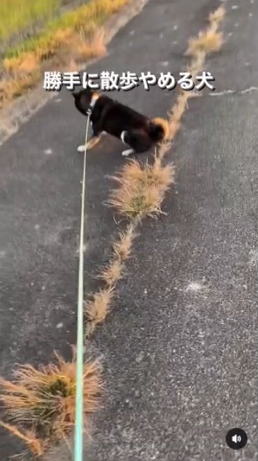 提供：柴犬むさしとこじろうさん