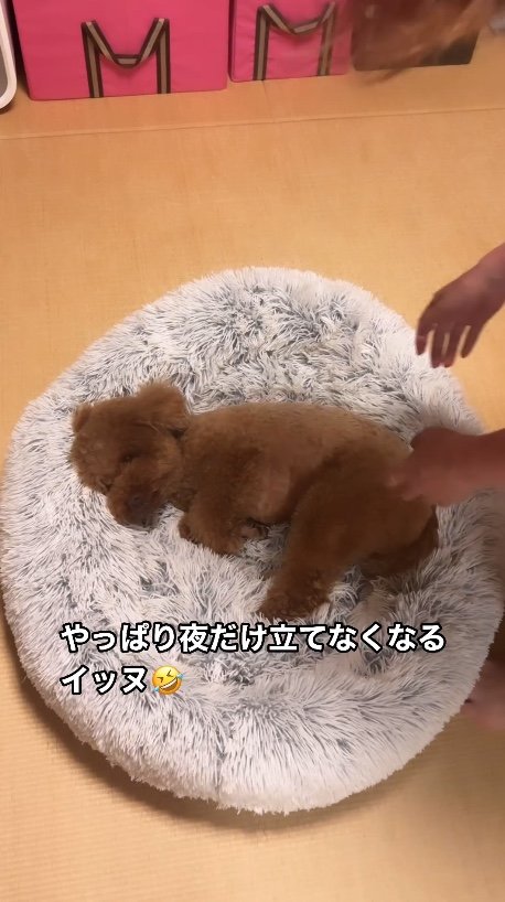 提供：Leo トイプードルさん