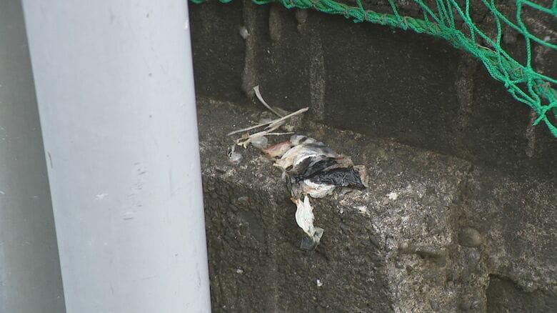 クマ被害に遭った養鯉池（小千谷市）