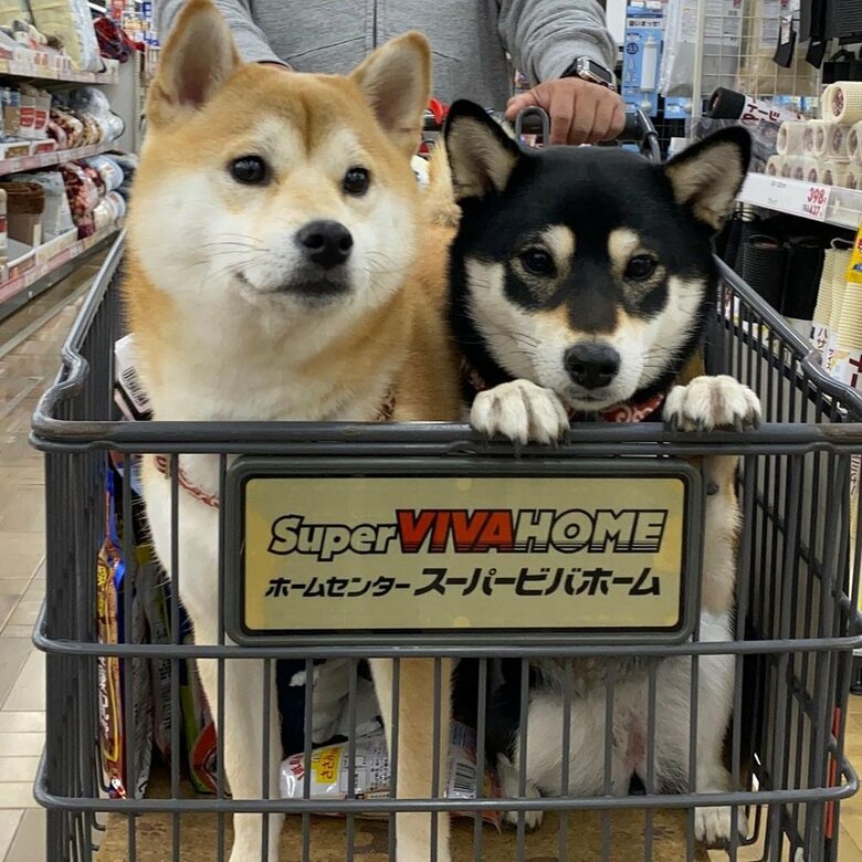 お買い物