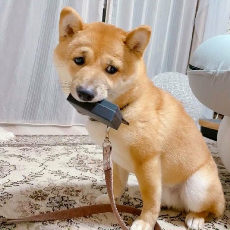 「だって構ってくれないんだもん…」といった表情