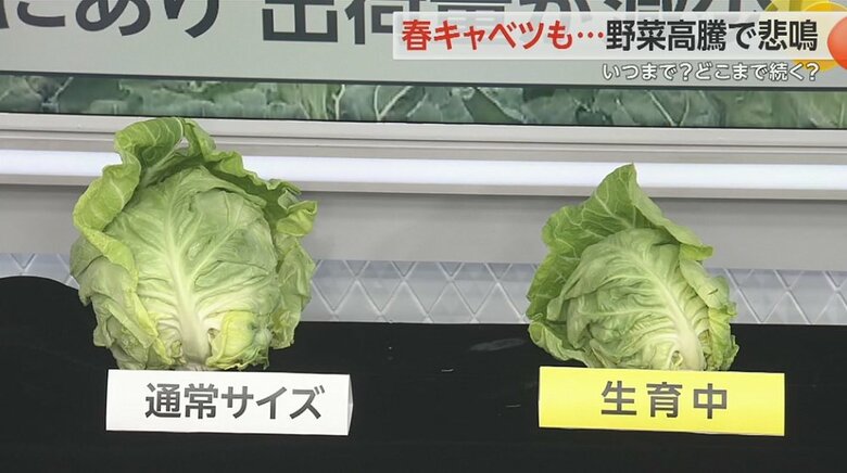 左：通常サイズ　右：現時点でのサイズ