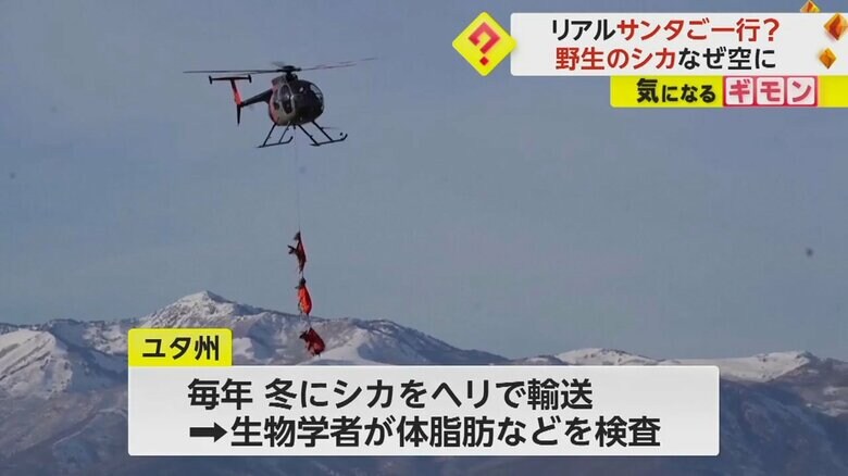 ヘリに釣り上げられ空を舞う3頭のシカ