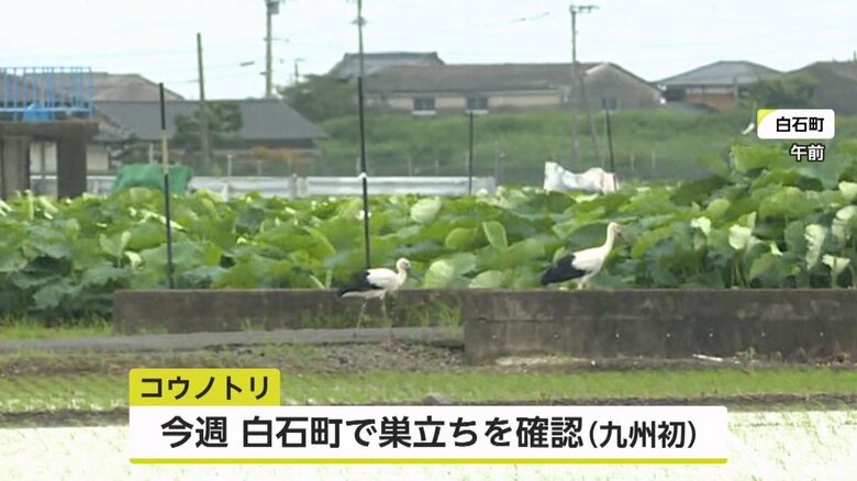 九州で初めて「巣立ちまで」を確認できた2羽のコウノトリ
