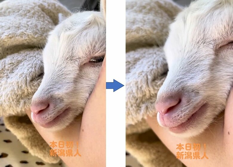 寝入る子ヤギ（提供：むつざわヤギ牧場）