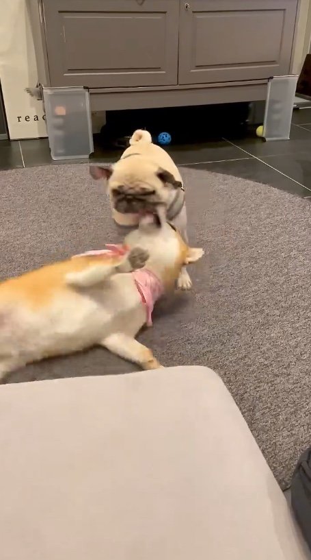 提供：柴犬はらみさん