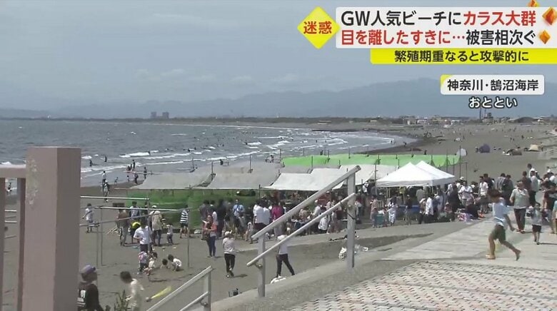 カラスの視線の先は湘南ビーチ