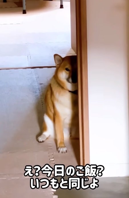 全く表情の変わらない小春ちゃん