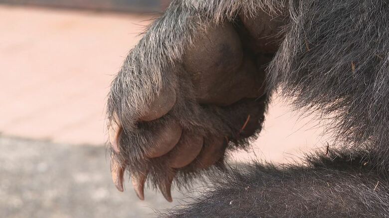 クマの手
