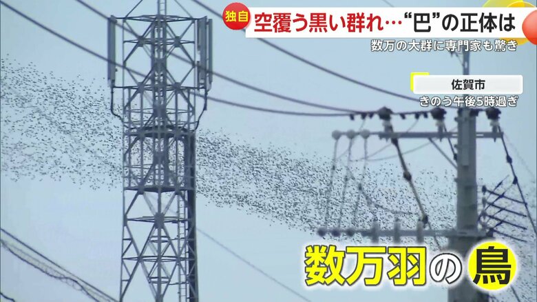 を帯状に移動する数万羽の鳥の群れ（25日午後5時過ぎ、佐賀市）