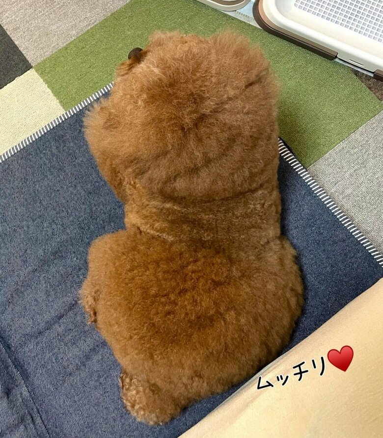 上から見たモフモフフォルム　