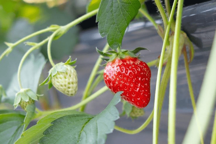 （出典:近鉄百貨店）