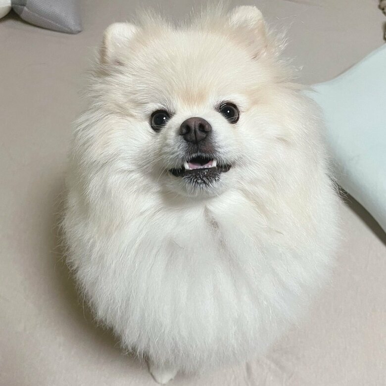 つぶらな目がかわいいちくわくん