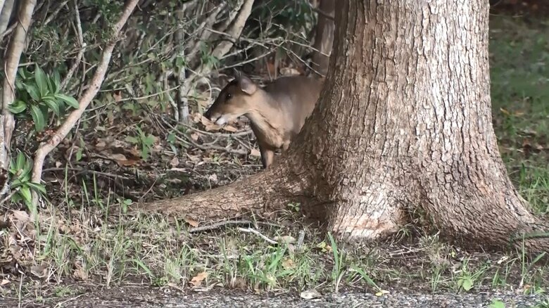 口を動かして何かを食べている様子