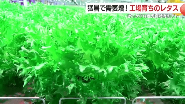 洗わずに食べることができる