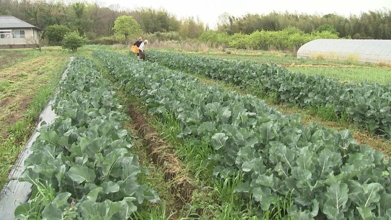宇佐市の営農組合のブロッコリー畑