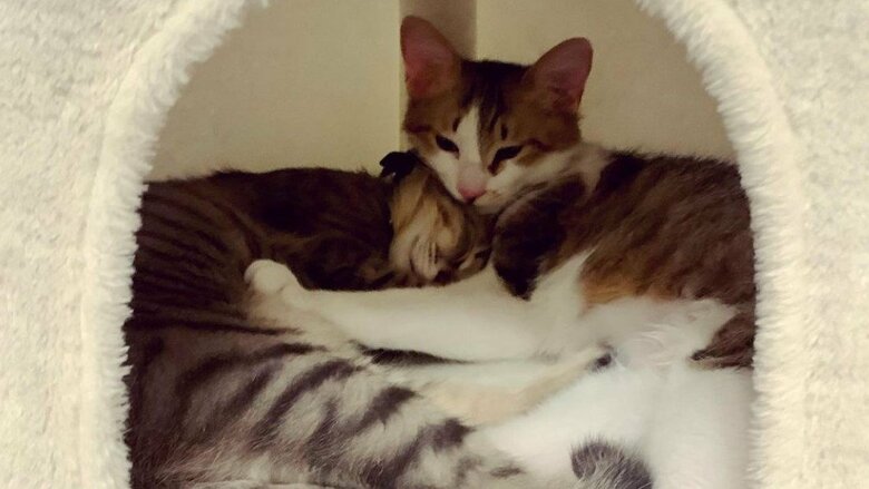 猫用のハウスでまったり