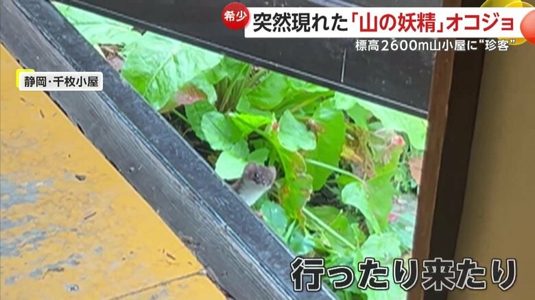 扉の下から｢ひょこっ」と頭をのぞかせ、辺りをキョロキョロするオコジョ