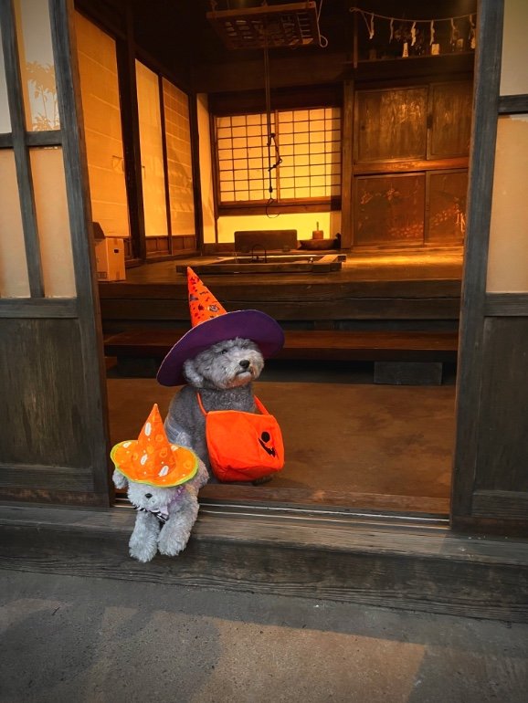 提供：レノン&れあるさん