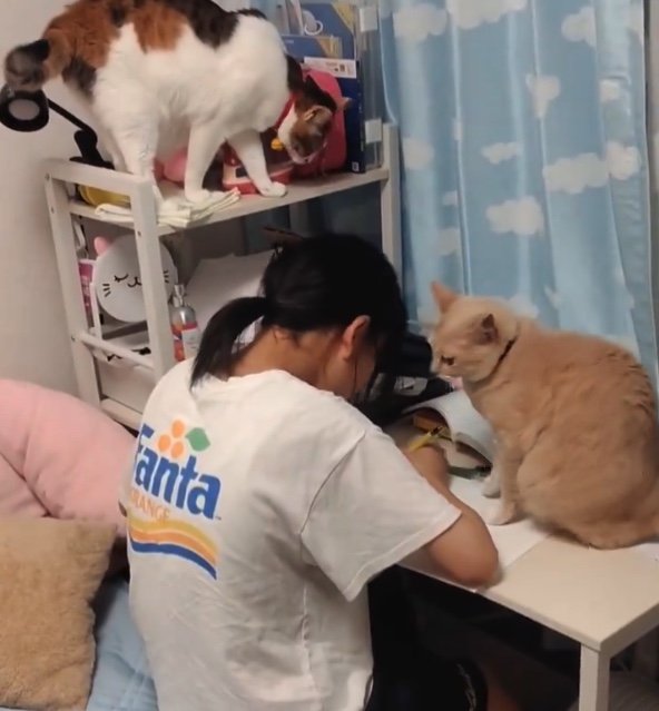 提供：nyaokoさん