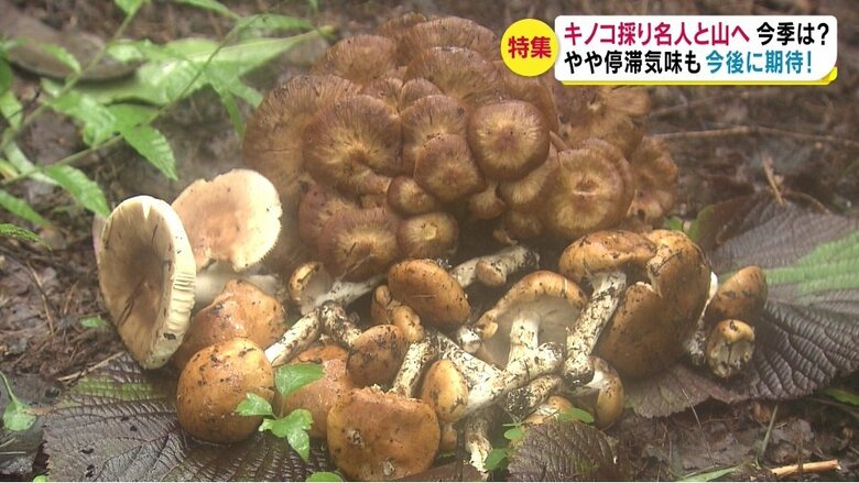 1時間ほどで3種類のキノコを収穫