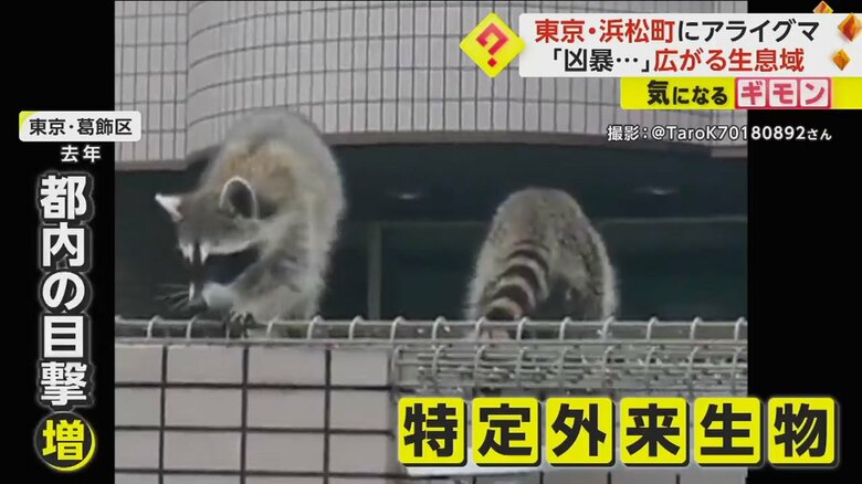 近年、都内でもアライグマの目撃が増えている