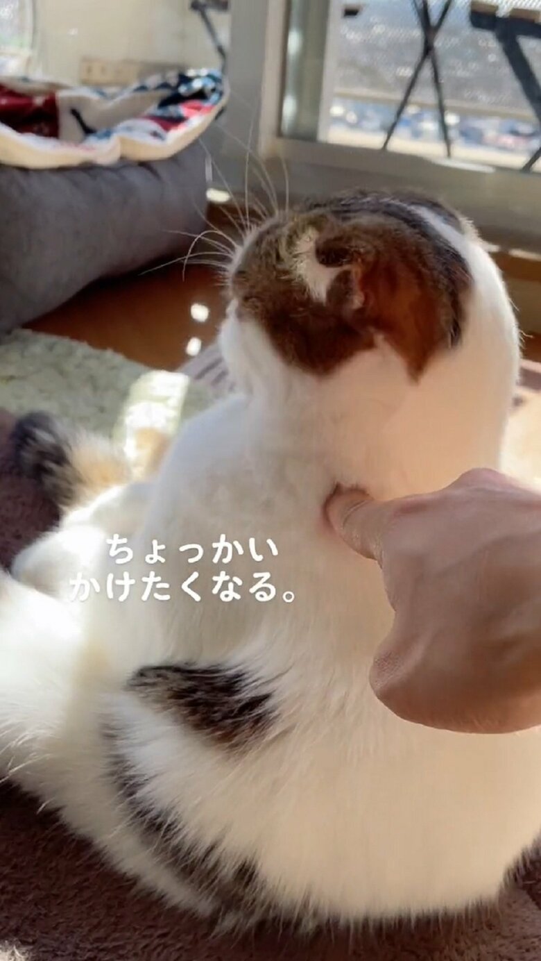 ツンツン