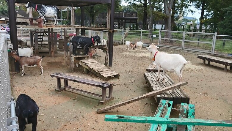 放飼場内の様子